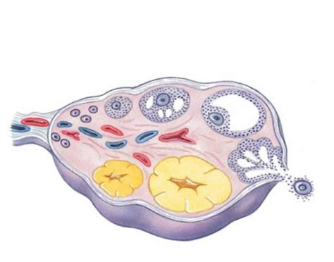 黄体期促排卵方案流程_知秀网