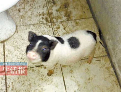 老人一年前买的宠物猪 如今长成200多斤家猪-新闻中心-南海网