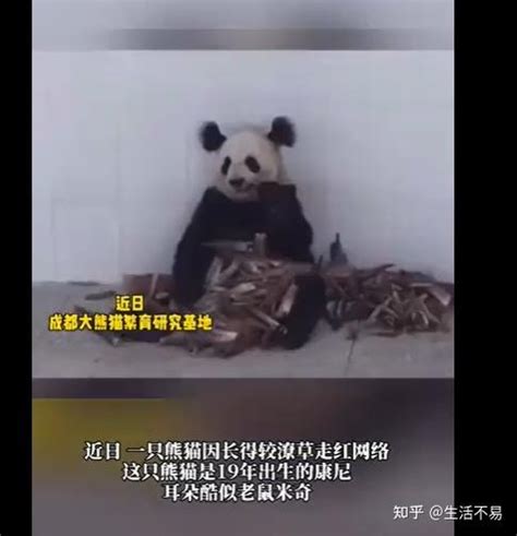 耳朵炸毛的熊猫界“犀利哥”走红，网友：成功让我忘了熊猫长啥样_金宝