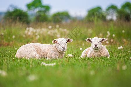 春季羔羊高清图片下载-正版图片504710687-摄图网