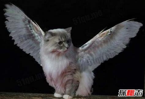 世界上真的有天使猫吗？天使猫背部长翅膀引围观(变异)_探秘志