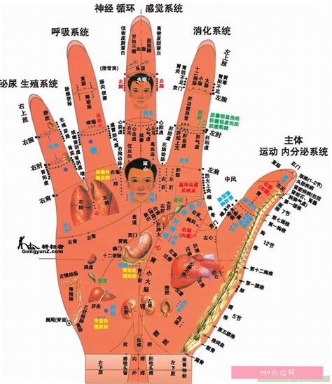 分析拇指食指中指无名指小指的手指纹 中指食指无名指-周易算命网