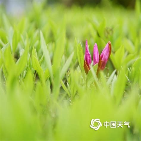 春满四月 贵州黎平草木葱茏-图片-中国天气网