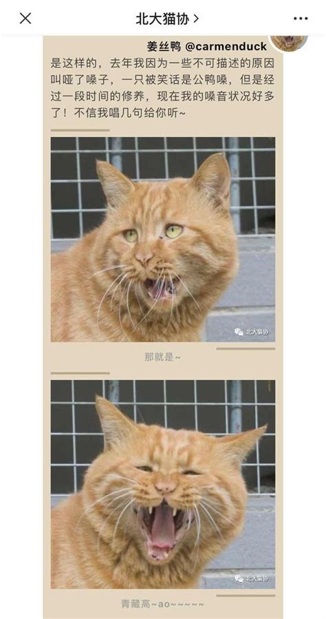 上海一网红流浪猫被虐杀？警方正在调查_凤凰网资讯_凤凰网