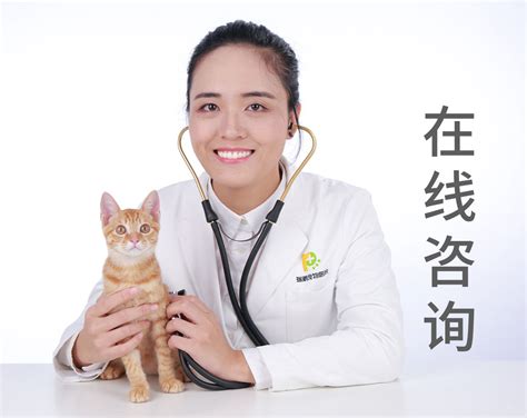 兽医医生检查小猫动物医院-包图企业站