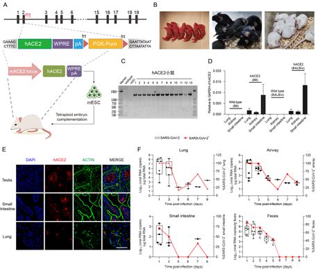 科学家运用干细胞技术快速制备新冠小鼠模型----广州生物医药与健康研究院
