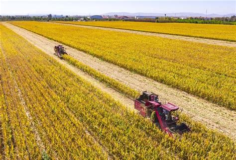 新疆昌吉：收获小麦-人民图片网