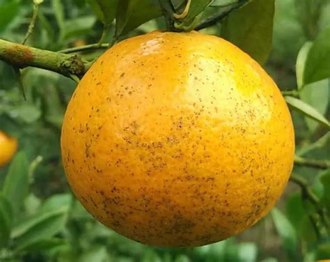 柑橘沙皮病危害严重，微补X先正达联合方案防治有一套！|作物种植专栏|汕头市微补植物营养科技有限公司