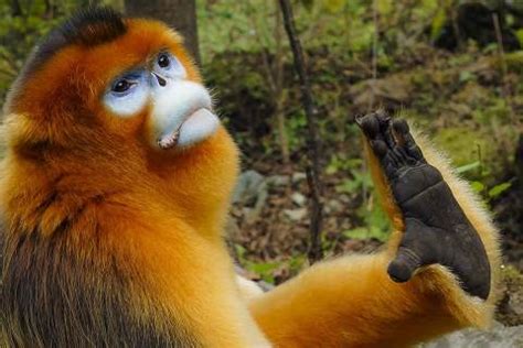 旅游别光顾着看景，关于金丝猴你不知道的12件秘事_灵感频道_悦游全球旅行网