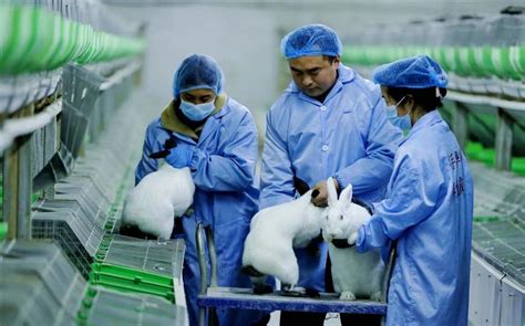 九江市 肉兔养殖技术哪里肉兔好吃_肉兔_山东华越特种养殖场