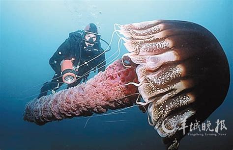 英国西南部海域现巨型桶状水母 体长达1.5米_荔枝网新闻
