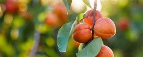 梅子金黄杏子肥的肥是什么意思 梅子金黄杏子肥的肥的意思_知秀网
