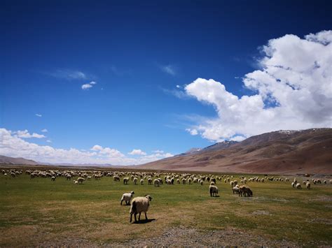 藏野驴（拍摄：王亮）_青藏高原北麓河冻土工程与环境综合观测研究站