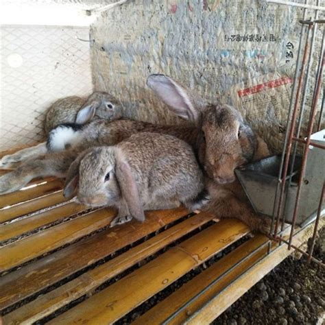 比利时肉兔价格隆旺兔业 比利时种兔行情 哪里有卖比利时种兔的 大型种兔养殖场 |价格|厂家|多少钱-全球塑胶网