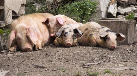 一只猪躺着的图片,一只猪图片,一个人躺着的图片_大山谷图库