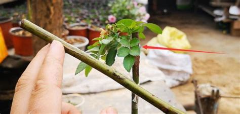 高杆月季怎么嫁接-种植技术-中国花木网