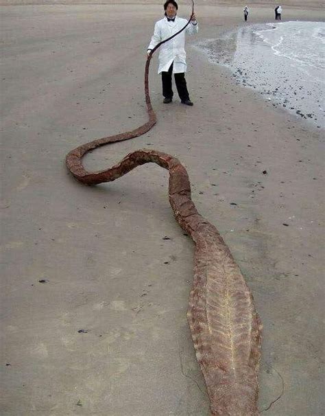 小伙在海滩发现不明生物，看到时吓的报警，结果获得50万奖励|海蛇|报警|奖励_新浪新闻
