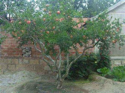 南方庭院适合种什么果树-致富经-中国花木网