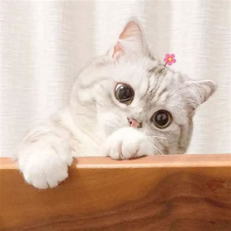 猫咪咪图片