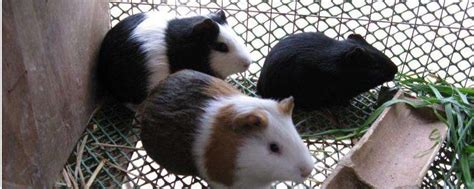 荷兰猪能长多少斤重，怎么繁殖 - 农敢网