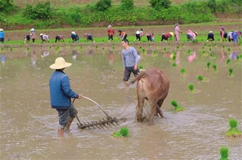 农旅融合发展促乡村振兴 专家建言向台湾取经-东南网-福建官方新闻门户