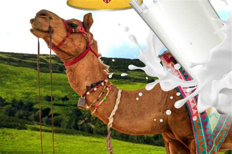 有关新疆骆驼奶的功效与好处（一）-新疆驼品堂科技发展有限公司