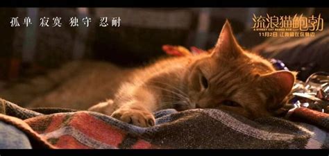 流浪猫鲍勃去世，它的故事感动了无数人_有戏_澎湃新闻-The Paper