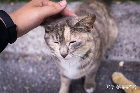 【周五特稿】广外“走红”流浪猫背后的思考-广东外语外贸大学新闻中心