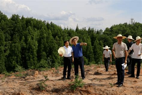 百乡千村行 | 我在屏南有亩田_宁德网