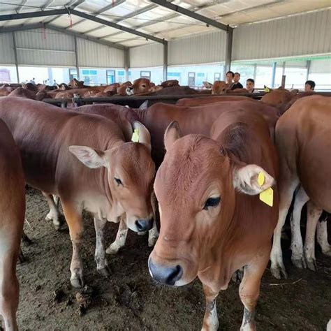 贵州大规模鲁西黄牛养殖场 供应黄牛犊多少钱一头 哪里的肉牛便宜-阿里巴巴