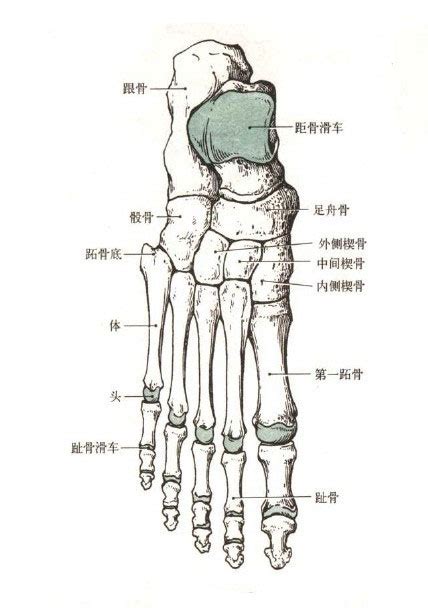 足骨部位解剖示意图-人体解剖图,_医学图库