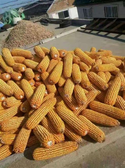玉米品种哪个高产？中国最好的高产玉米种排名 - 惠农网
