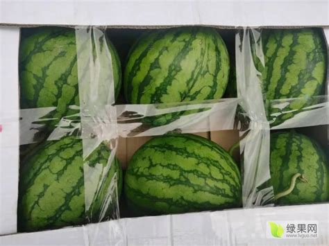 新发地市场蜜童西瓜的本周批发价格上涨 - 水果行情 - 绿果网