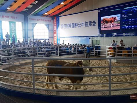 【头条】全国第二届种公牛拍卖会在乌拉盖管理区举行|种公牛|乌拉盖管理区|拍卖会_新浪新闻