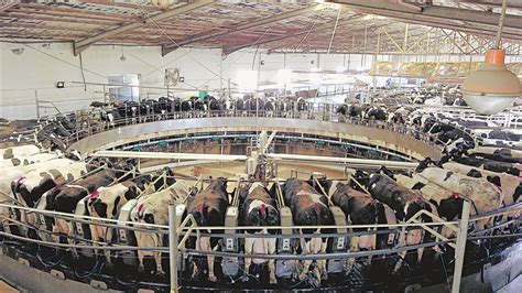 利通区奶产业全面复工保供应 存栏14.8万头 日产鲜奶1920吨-宁夏新闻网