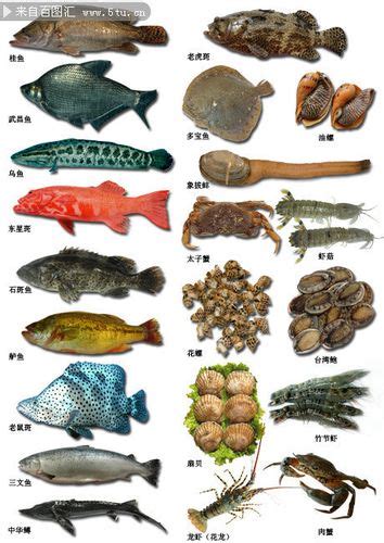 全部鱼的名称 ,世界上所有的鱼的名字叫什么 - 英语复习网