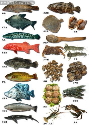 淡水鱼种类大全图片_配图网