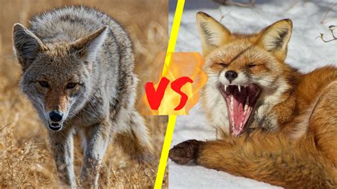 寓言故事：狐狸骗老虎吃糖不刷牙，结果老虎长蛀牙，牙齿全被拔光了！