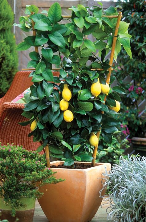 meyer lemon tree: how to grow and care for meyer lemon tree in