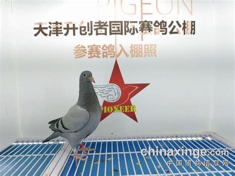 开创者国际赛鸽公棚9月17日幼鸽入棚照片及数据 （一） - 天津开创者国际赛鸽公棚 - 中信网各地公棚