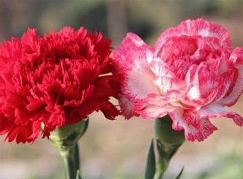粉色康乃馨的花语是什么？种植需要注意哪些事项？ | 说明书网