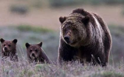 美国黑熊为脱单徒步650公里-美国黑熊为脱单徒步650公里,美国,黑熊,为,脱,单,徒步,650公里 - 早旭阅读