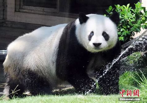 熊猫起名取名字下载-熊猫起名取名字app官方版2023免费下载安装