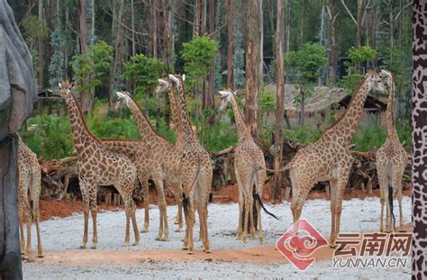 云南野生动物园两只长颈鹿“出嫁”南宁动物园-云南频道-云南网