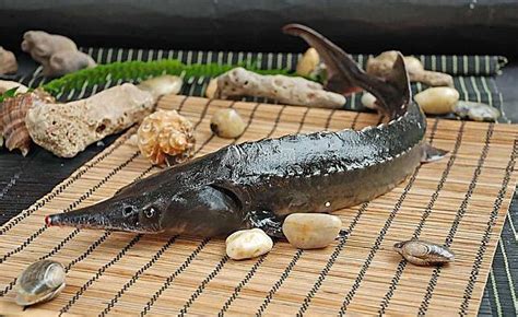 人工养殖鲟龙鱼，更优质的烤鱼食材_湖南晟湖食品有限公司|大渔印象