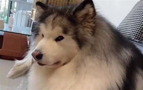 出售纯种阿拉斯加大型犬阿拉斯加雪橇犬灰桃阿拉斯加活体宠物幼犬-阿里巴巴