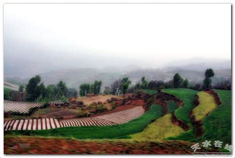 天水在线摄影报道：清水县丰望乡的花牛苹果丰收了(图)--天水在线