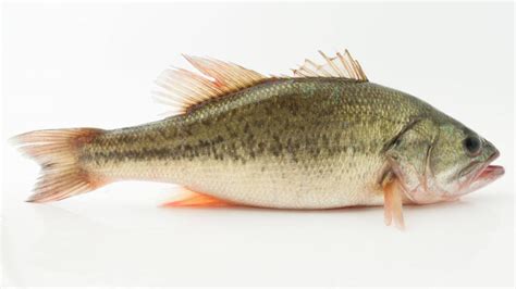 龙昌动保针对湖北地区养殖的淡水鱼类的肝胆疾病的调查报告