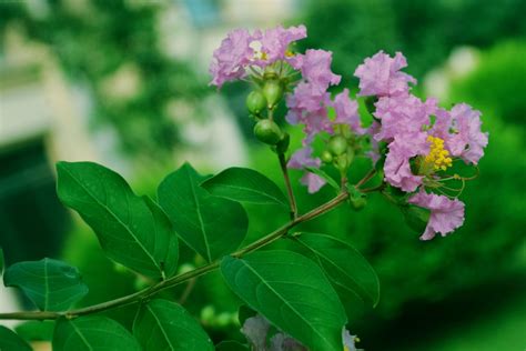 紫薇花盆景图片 - 花百科