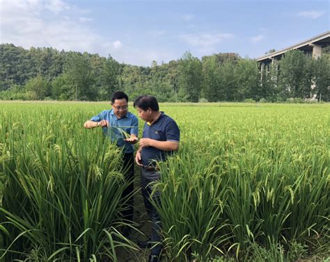 肖长惜调研指导宜昌农业抗旱生产和优质稻米产业--湖北省农业农村厅